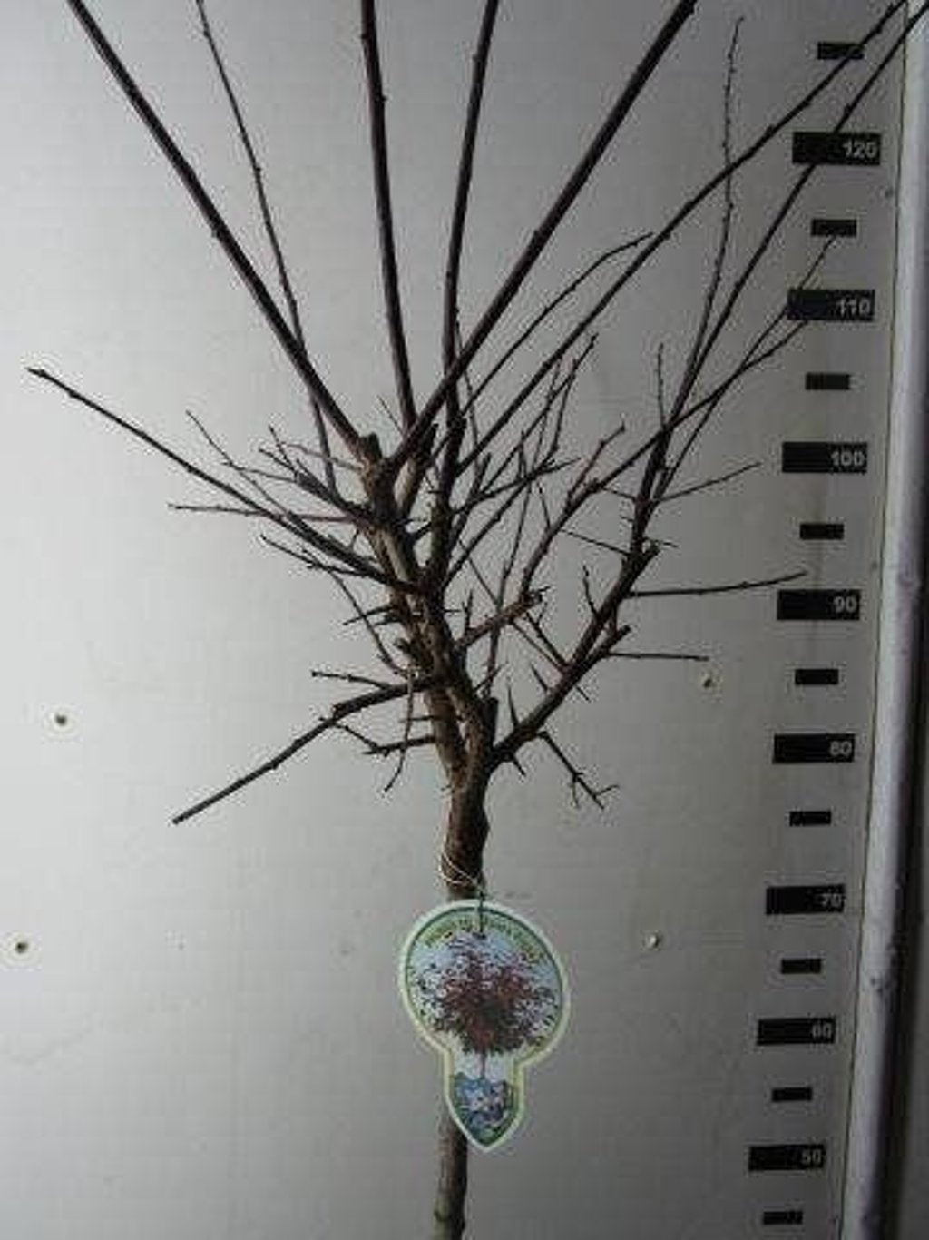 Prunus cer. 'Nigra' - 120 CM Stem C10